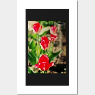 Red Greigii tulips Posters and Art